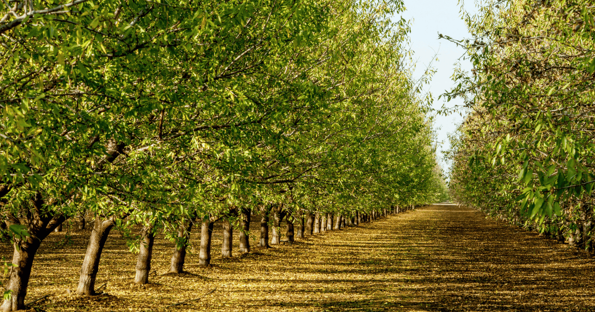 Soil health for tree crops